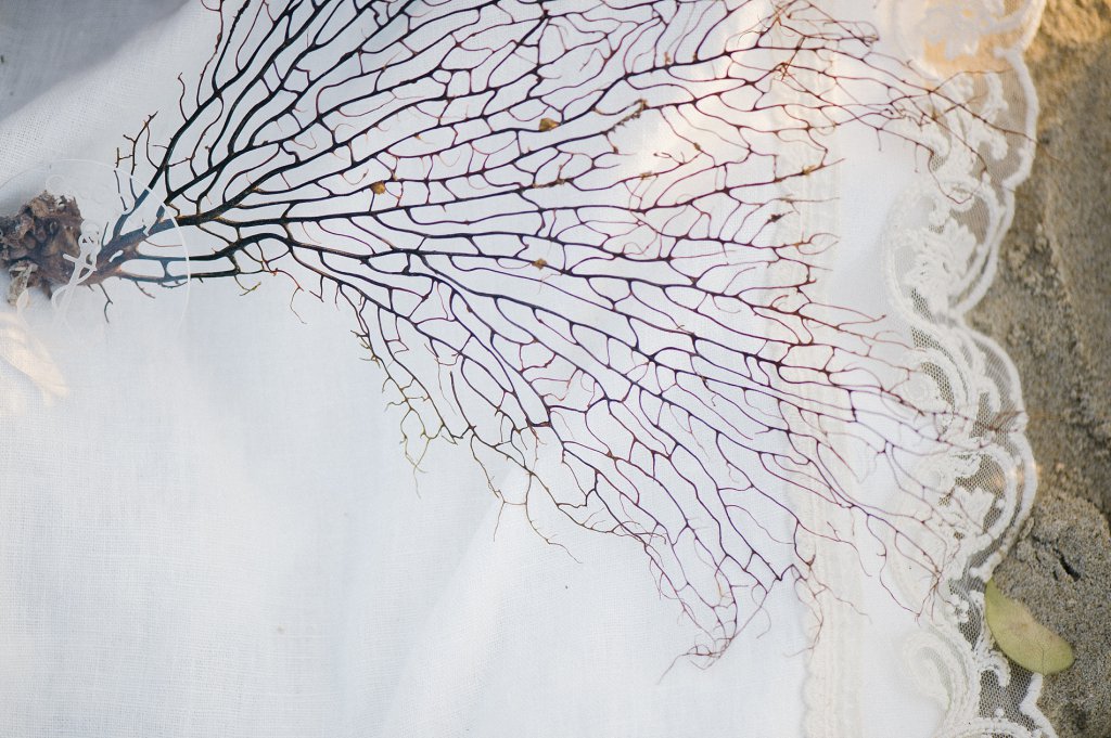 Photo dried filigran coral as decor at the beach wedding.